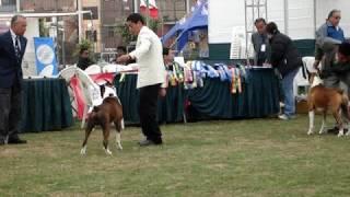 Lucifer von Tongbox - SICALAM 2008 - Peru