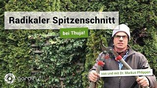 Radikaler Spitzenschnitt bei Thuja: Wann und wie schneidet man Thuja? | gardify Tipps