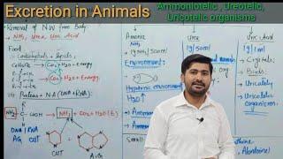 Excretion in Animals | Fsc biology book 2, lec 08| by irtisamsbiology