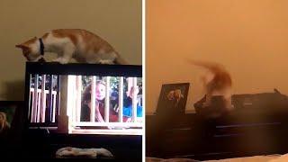 Hilarious Moment Cat Falls Off And Breaks TV