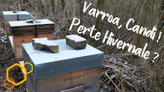 Varroa, Candi et Perte Hivernale ?