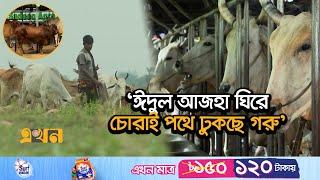 কড়া নজরদারিতেও বন্ধ হচ্ছেনা গরু পাচার | Cow Demand | Cattle Smuggling | Indian Cow | Ekhon TV