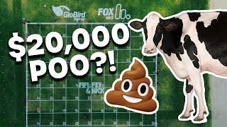 First Cow To Poo Wins You $20,000! | Fifi, Fev & Nick | 101.9 The Fox