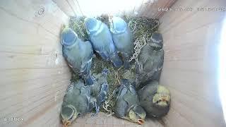 Nest Box Camera. Blue Tit, from Nesting to Hatching and Leaving the Birdhouse. 4 months in 8 min 