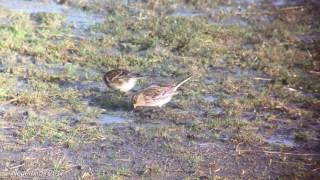 Frater / Twite / Carduelis flavirostris @ Klutenplas, Groningen NL 14-01-2017