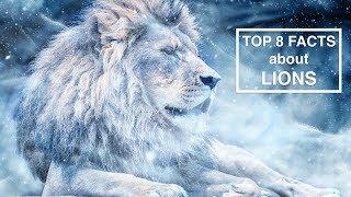 Top 8 Facts about Lions