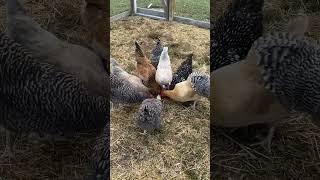 Morning chores on our beginner homestead.