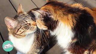 Woman Couldn't Find Friend for Blind Kitten. It Was Destiny She Found Friend | Cuddle Cats