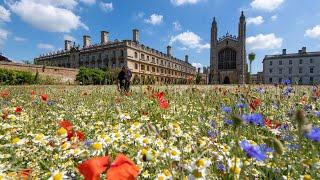 King's College Wild Flower Meadow