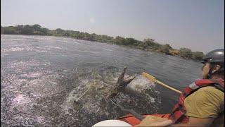 Crocodile charge on the White Nile River in Uganda