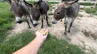 Mini Donkeys come to Ima Survivor!