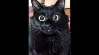 Cat’s dilating eyes