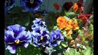 Pansies:  Harvesting, Health Benefits, and Uses