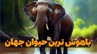 فیل ، سنگین ترین حیوان روی زمین - مدرسه خانگی