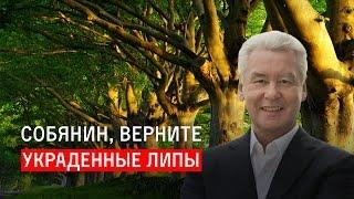 Собянин, верните украденные липы