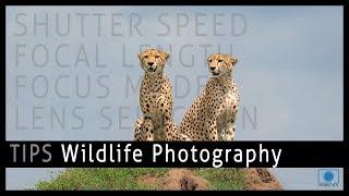 Wildlife Photography Tips and Tricks