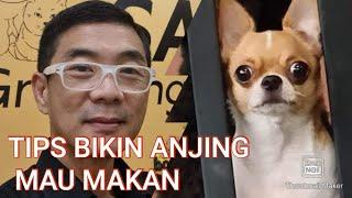 TIPS BIKIN ANJING MAU MAKAN SETIAP HARI