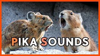 Pika Sounds Compilation - Pika Squeaks, Alarm Calls, Chirps