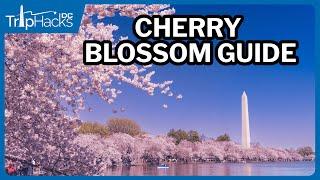 Washington DC Cherry Blossom Guide for Visitors 