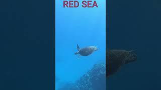 RED SEA snorkeling Hurghada Egipt