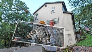 Trapping & Releasing Pesky House Raccoons