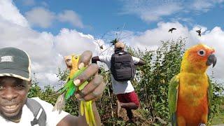 Best Parrots Catching Video How to Catch Parrots Easy (Beze Hunting)