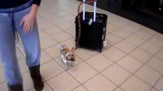Эта маленькая собачка помогает тащить чемодан