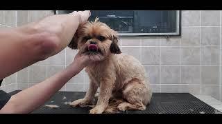 Shorkie (Shih-Tzu/Yorkshire Terrier) dog breed full groom, no restraints, #5 blade