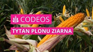 Kukurydza CODEOS