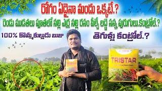 #మిరప లో నల్ల తామర ఎర్ర నల్లి #chilli pesticides  root rot control  //growthing Tristar pesticides