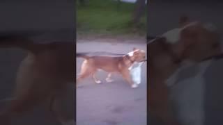 Стафф несёт пакет| Dog carries a bag