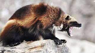 WOLVERINE ─  The Most Ferocious Animal on Earth! Wolverine vs wolf and deer