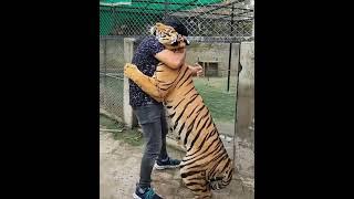 Tiger's Love | Meet with Tiger and Hug | Nouman Hassan |