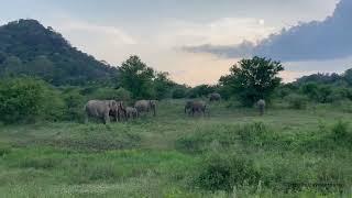 A herd of elephants next to main road from Aralaganwila to Mahaoya, Sri Lanka