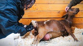 This Baby Is Coming Out Folded in Half  (miniature goat birth)