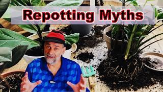 Repot Houseplants Correctly - Stop Believing These Myths