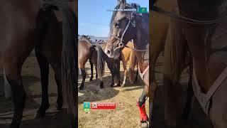 MAL BAZAR KZ 2023 / HORSE / СКОТНЫЙ РЫНОК #shorts #horse #stallion #айғыр