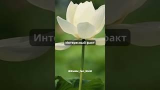 Интересный факт. #subscribe #интересныефакты #интересно #факты #shorts #short вода #география