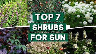 7 Best Shrubs for Full Sun ️ // Low Maintenance Shrubs // PlantDo Home & Garden 