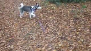 Diesel husky: Autumn walk