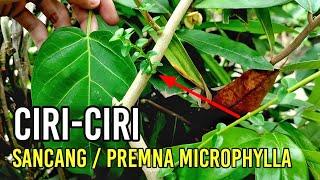 MENGENAL CIRI POHON SANCANG YANG TUMBUH LIAR | BONSAI PREMNA MICROPHYLLA