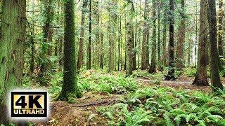 4K Virtual Nature Trail Hike In Horth Hill North Saanich, BC - No Music (2020)