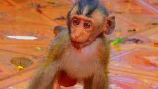 Best moments little monkey / Cute Macaque