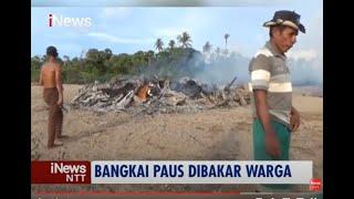 iNews NTT - Membusuk, Bangkai Paus yang Terdampar di Pantai Panfolok Kupang Dibakar Warga