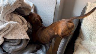 Mini dachshund dives into a pile of blankets!