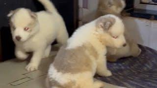 4 Male Wooly Coat Husky Puppies in Mumbai | Copper and Pied Color
