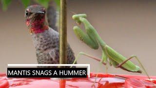 Mantis Snags A Hummer (Extended Cut)