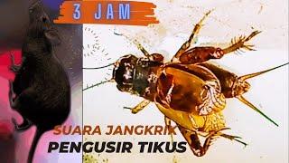 Suara Jangkrik Pengusir Tikus