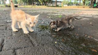 Abandoned Kittens Stopped People to Get Attention But They're Busy in Their Activities.