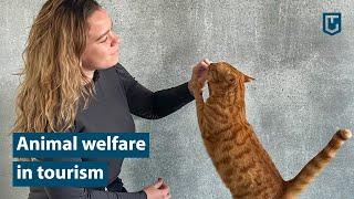 Animal welfare in tourism